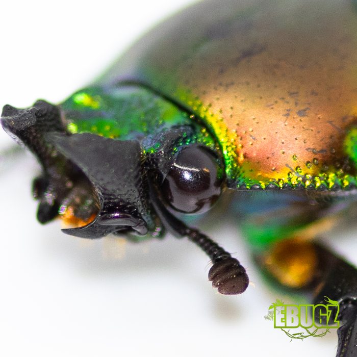 Phalacrognathus muelleri – Image 2