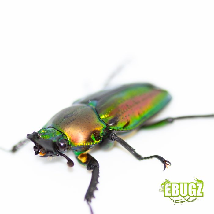 Phalacrognathus muelleri – Image 3