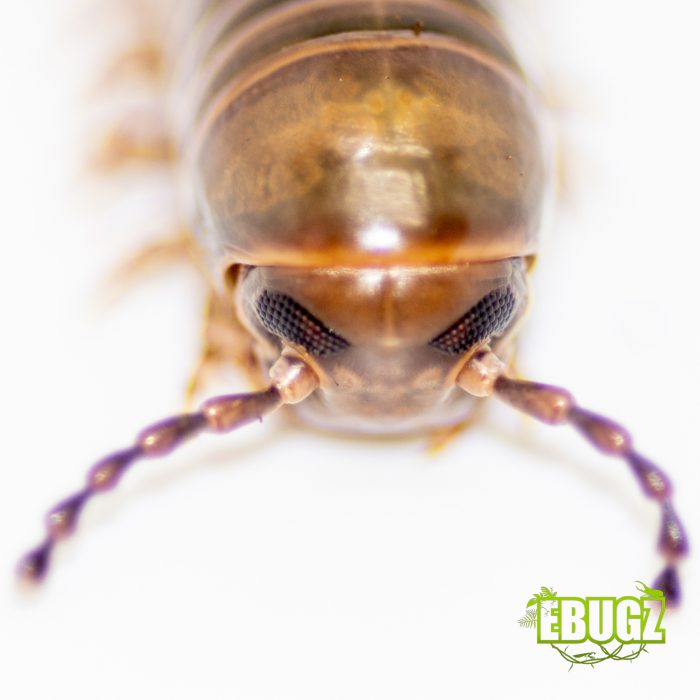 Telodeinopus aoutii – Image 2