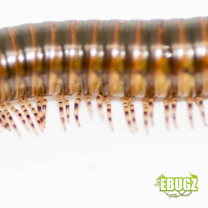 Telodeinopus aoutii – Image 3