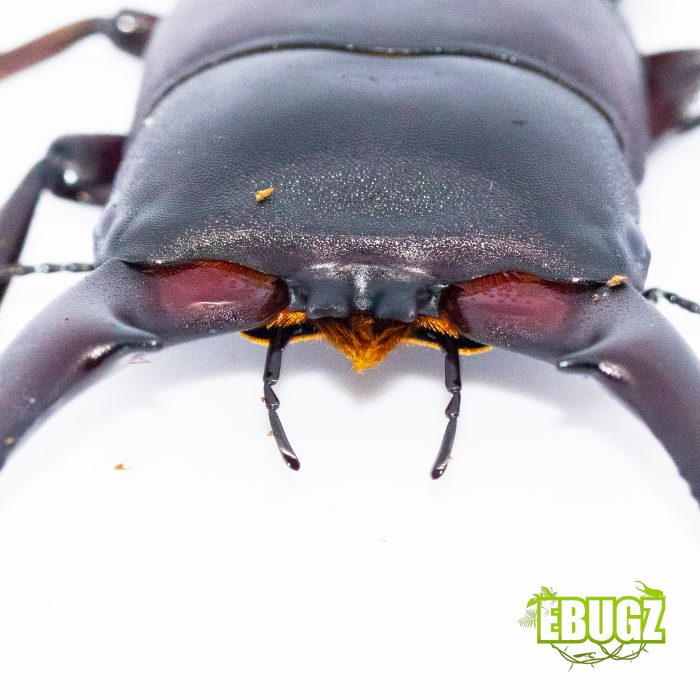Dorcus hopei hopei – Image 3