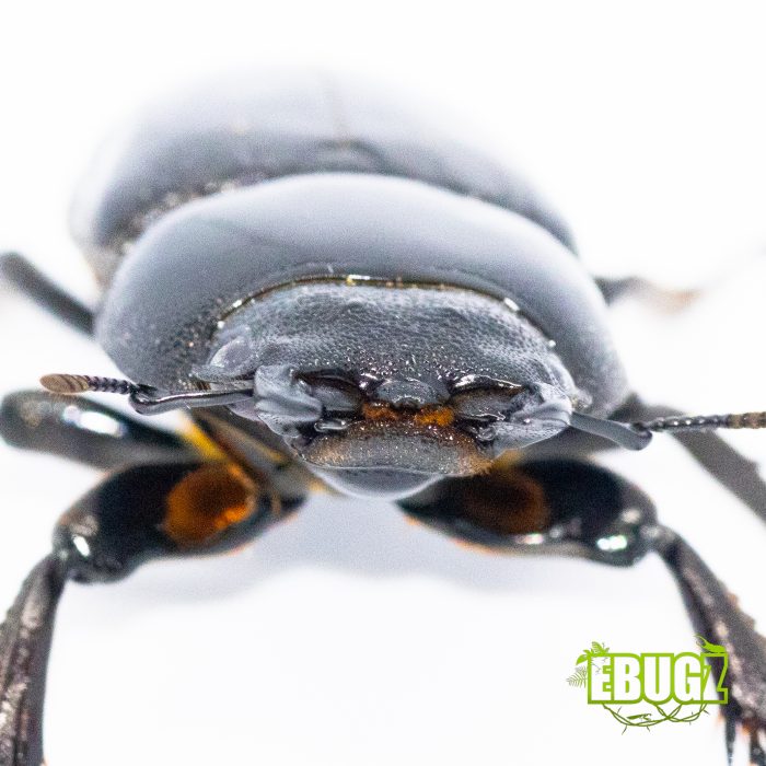 Dorcus hopei hopei – Image 4