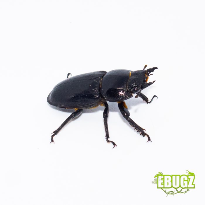 Dorcus hopei hopei – Image 2