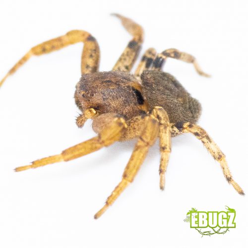 Thomisidae sp Afrique du sud