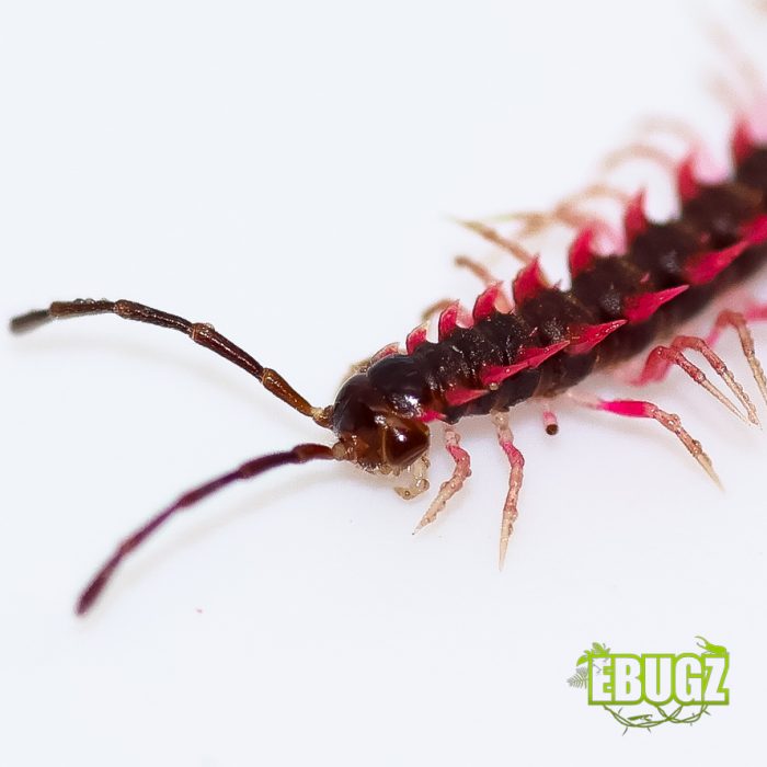 Desmoxites planata – Image 2