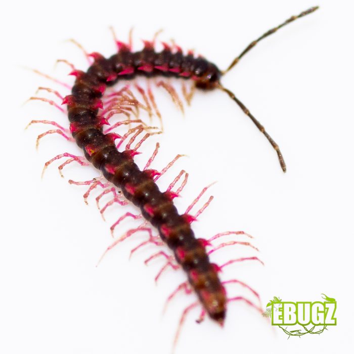 Desmoxites planata – Image 3
