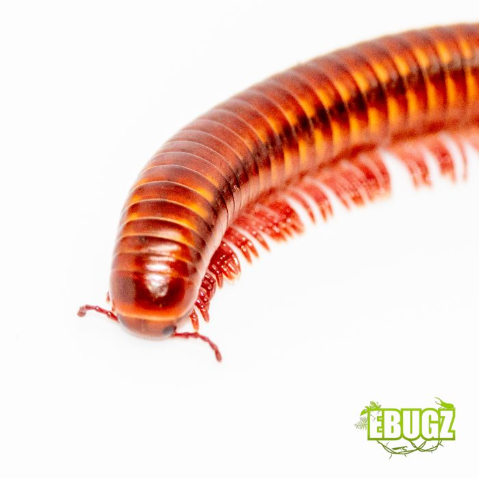 Centrobolus rugulosus – Image 2