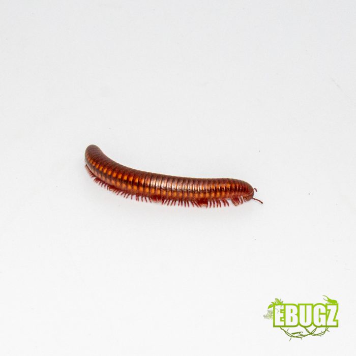Centrobolus rugulosus – Image 3
