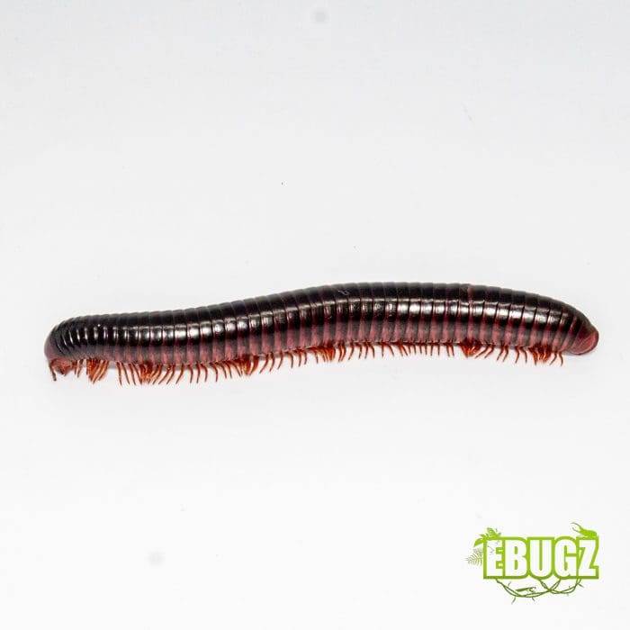 Millipede redhead – Image 4