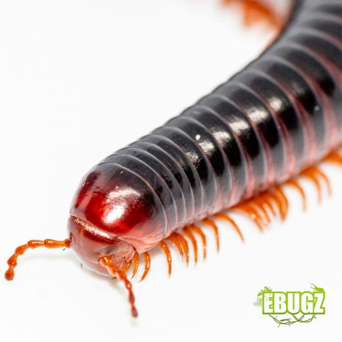 Millipede redhead – Image 3