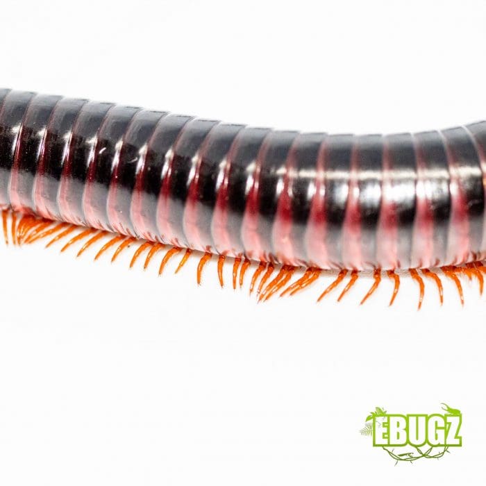 Millipede redhead – Image 2