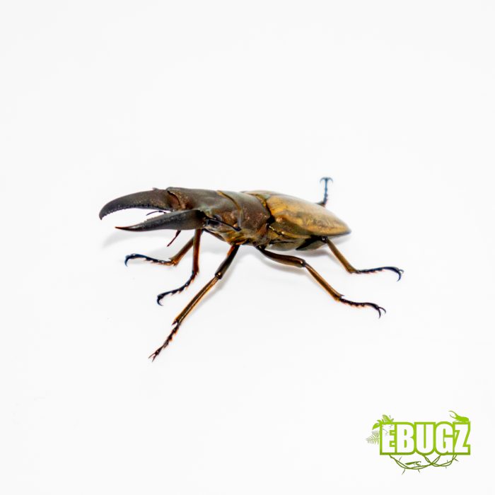Cyclommatus montanellus – Image 2