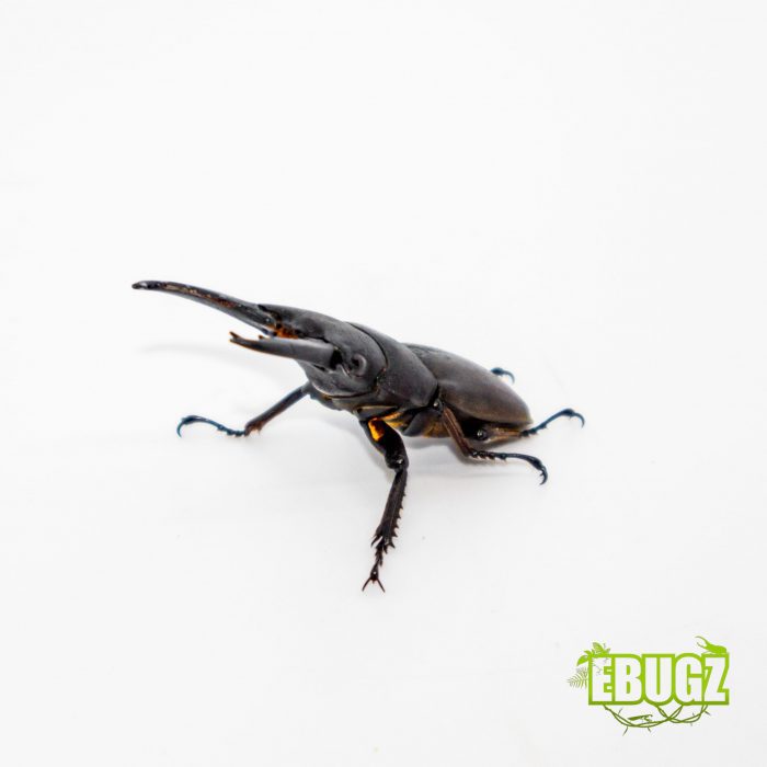 Dorcus taurus – Image 2