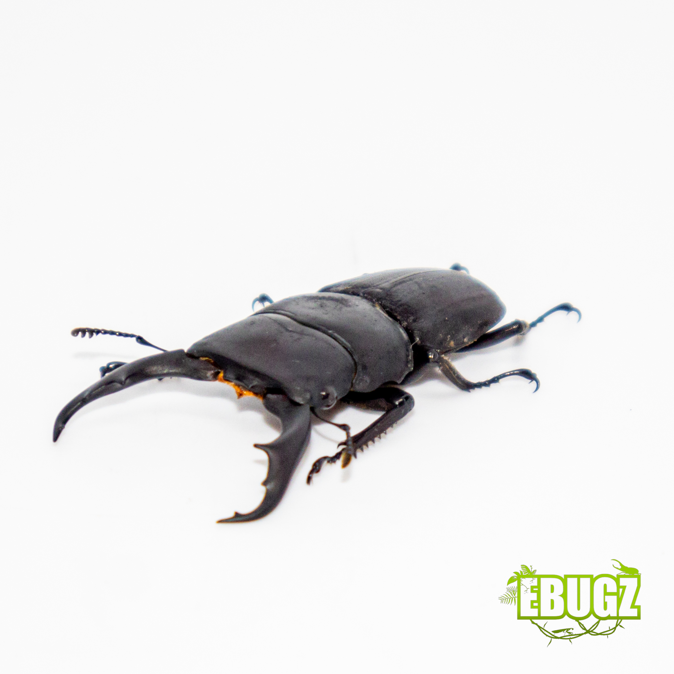 Dorcus reichi prosti – Image 2