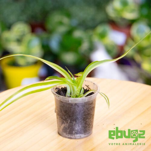 Chlorophytum capense