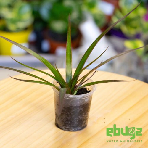 Dracaena reflexa