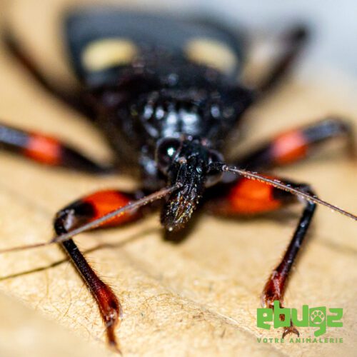 Platymeris guttatipennis