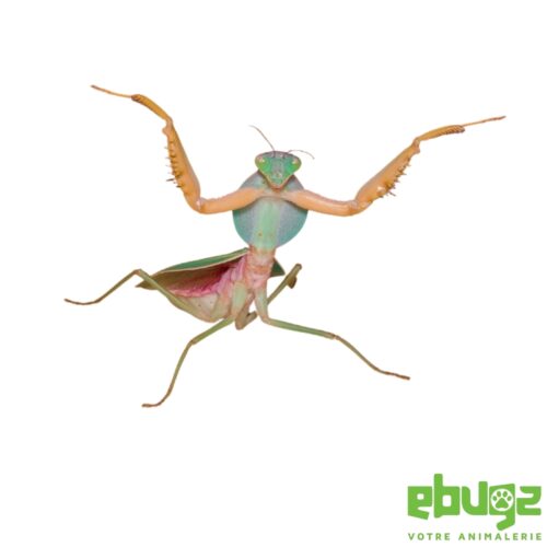 Rhombodera valida