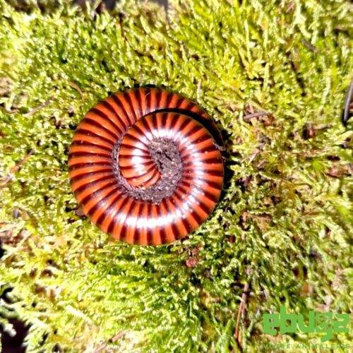 Spirostreptus sp9