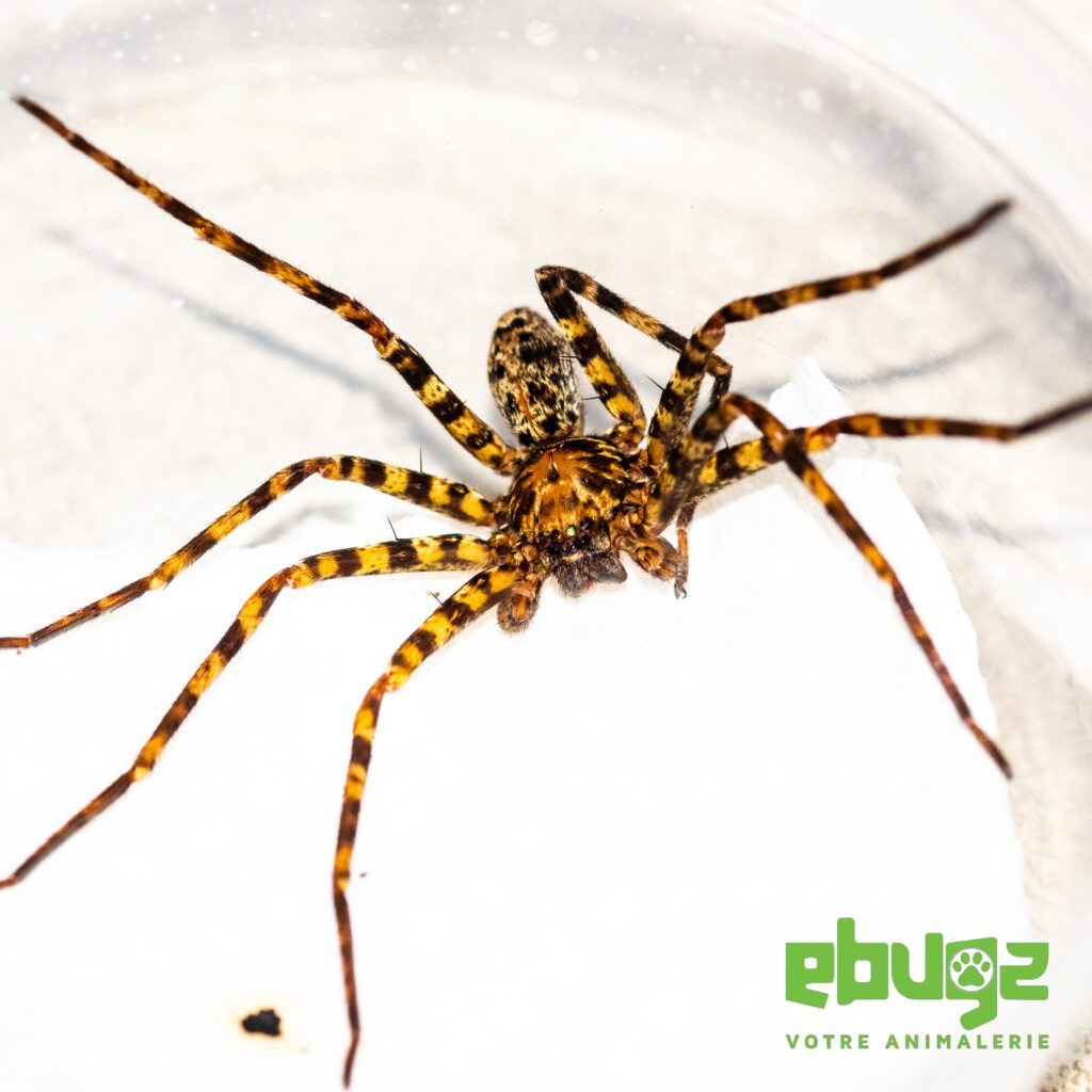 Heteropoda venatoria