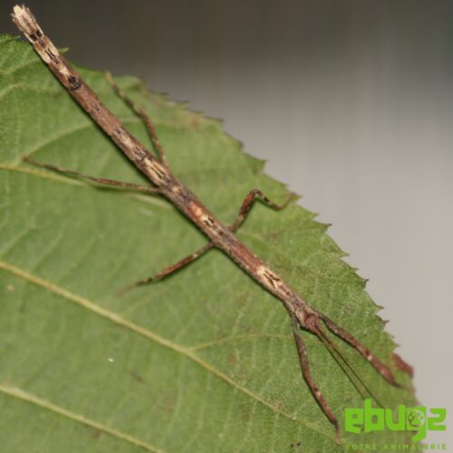 Hermagoras cultratolobatus