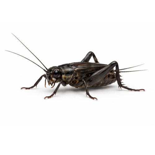 Grillons noir-Gryllus bimaculatus