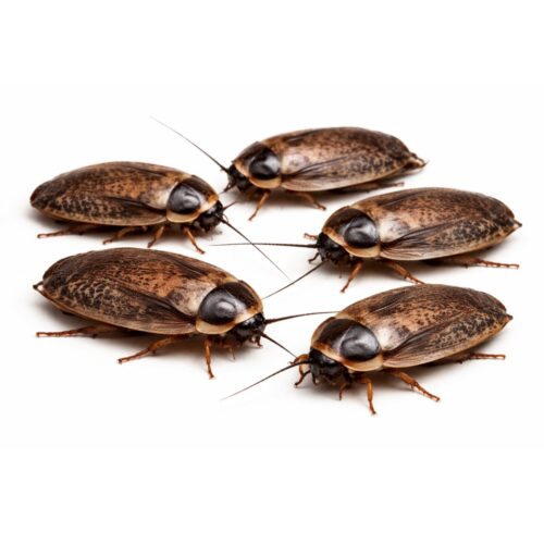 Blattes dubia-Blaptica dubia