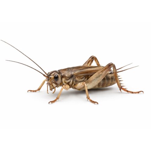 Grillons-acheta domestica