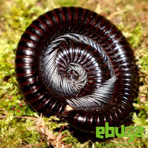Alienostreptus bicoloripes "silver"