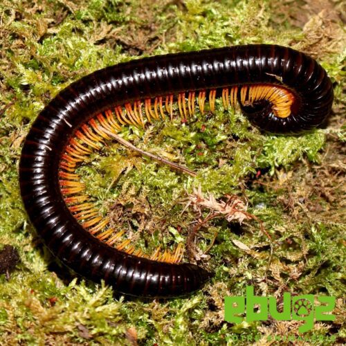 Alienostreptus bicoloripes "yellow"