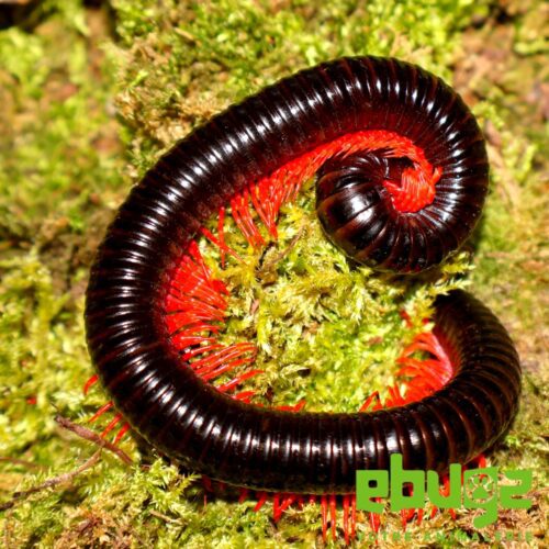 Balustreptus falcatus "red legs"