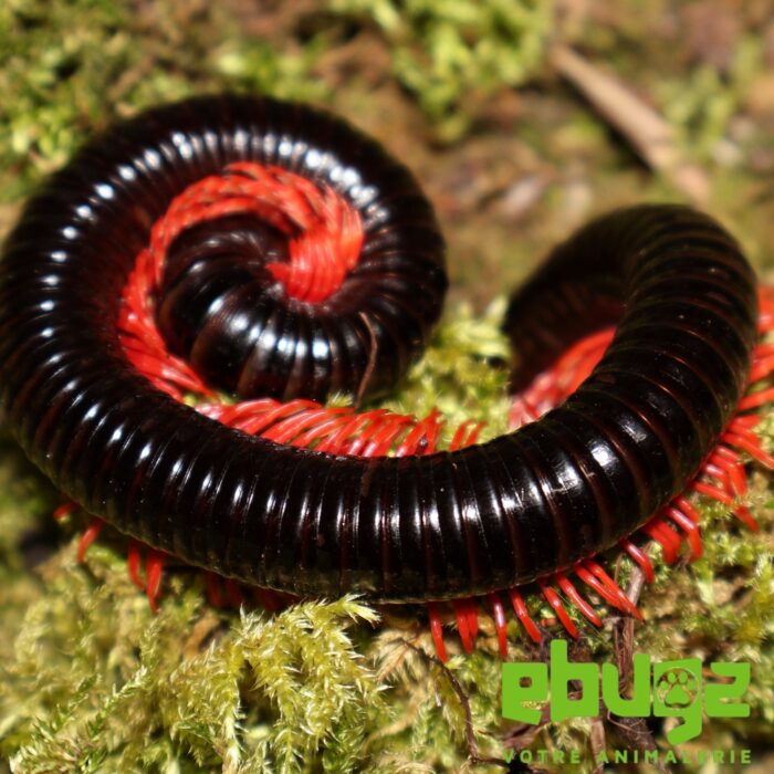 Balustreptus falcatus "red legs" – Image 2