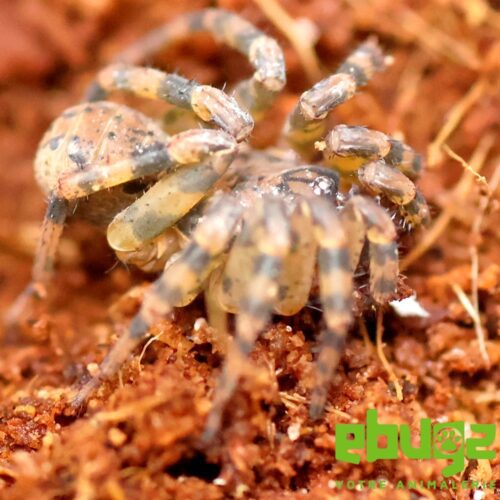 Liphistius ornatus