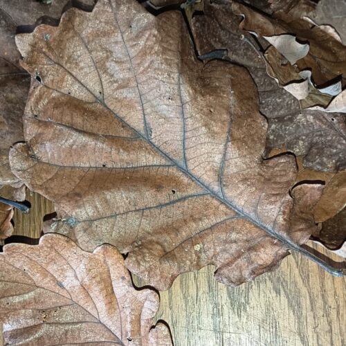 Feuilles séchées de chênes XL
