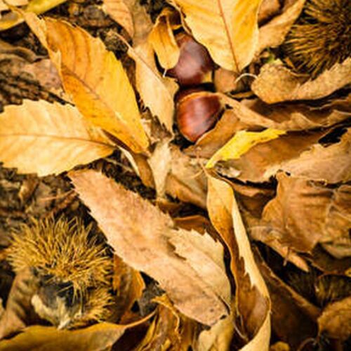 Feuilles séchées de châtaigniers