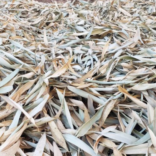 Feuilles séchées de bambous