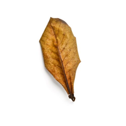 Feuilles séchées de Catappa