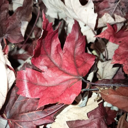 Feuilles séchées d'érables du Japon