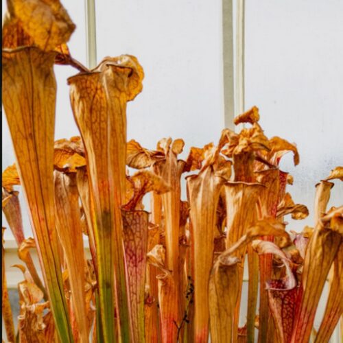 Feuilles séchées de Sarracenia