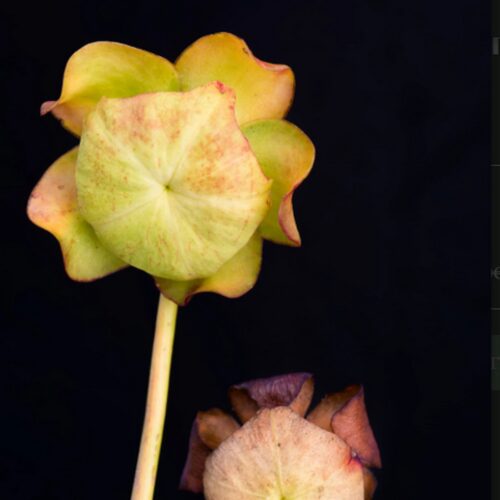 Fleurs séchées de Sarracenia