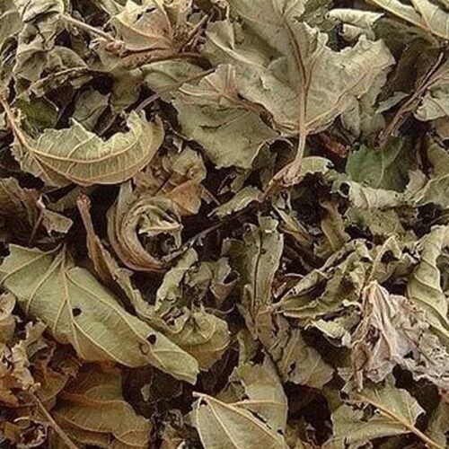 Feuilles séchées de noisetiers