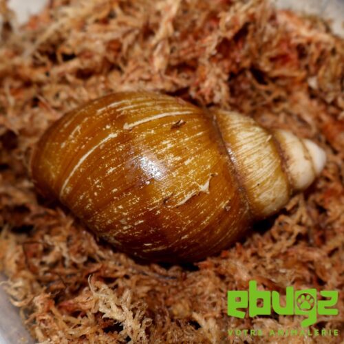 Archachatina marginata candefacta