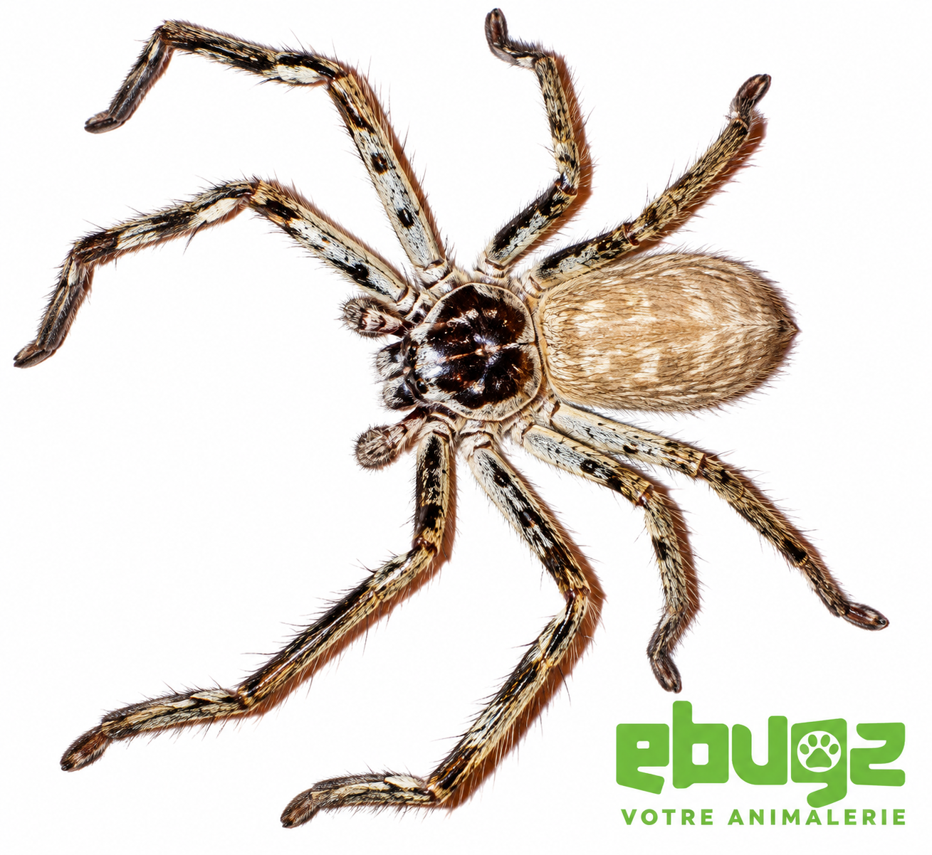 Holconia murrayensis
