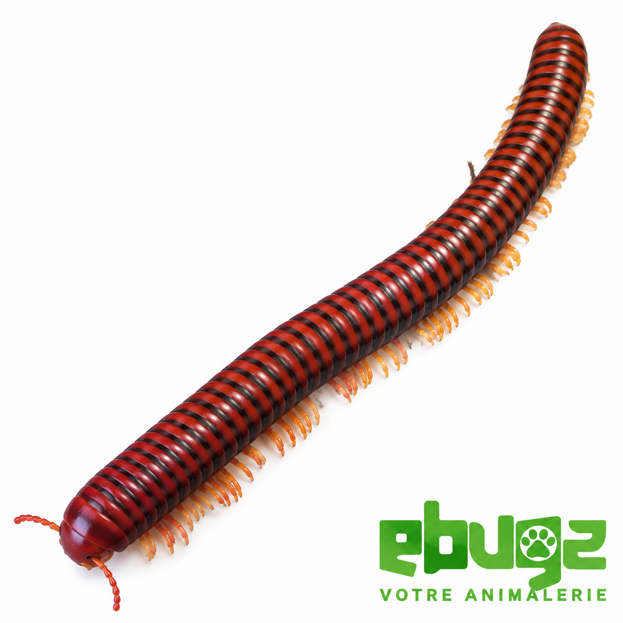 Aphistogoniulus corallipes - détail