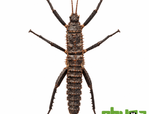 Tout savoir sur Eurycantha horrida : guide complet et conseils