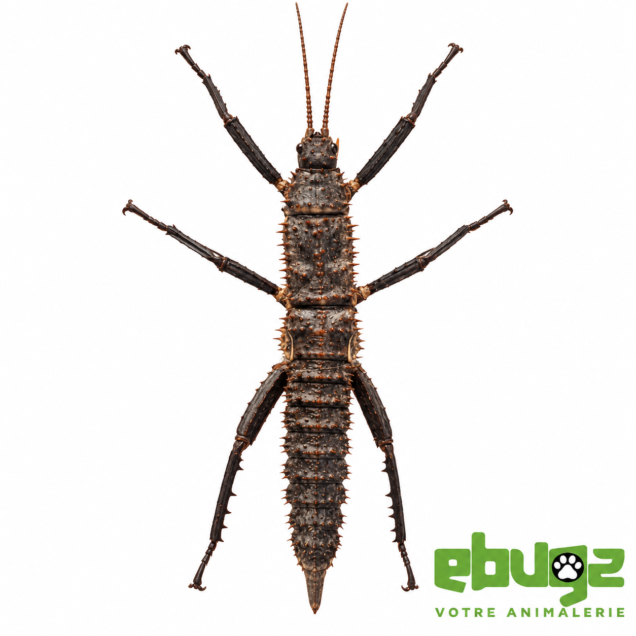 Eurycantha horrida