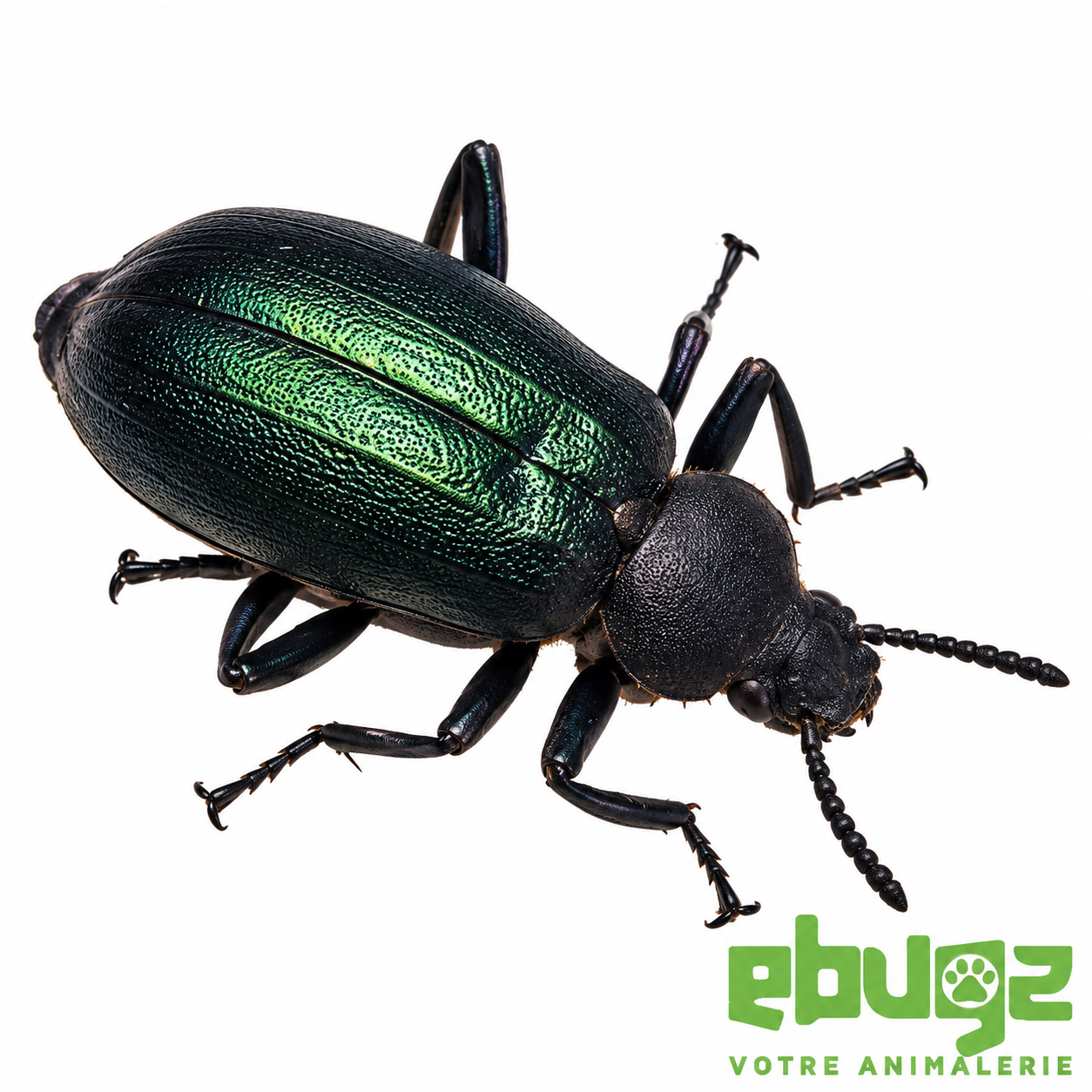 Odontopezus cupreus